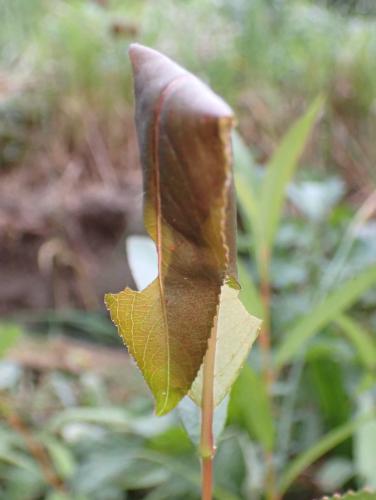 Réf. 289 103 : Clostera pigra